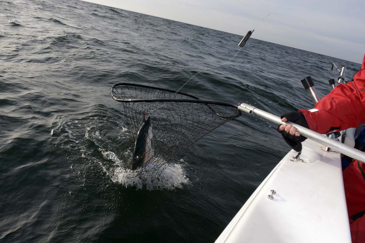 Immer ein heikler Moment: die Landung eines Lachses. Tipp: großen Kescher verwenden! Foto: R. Korn