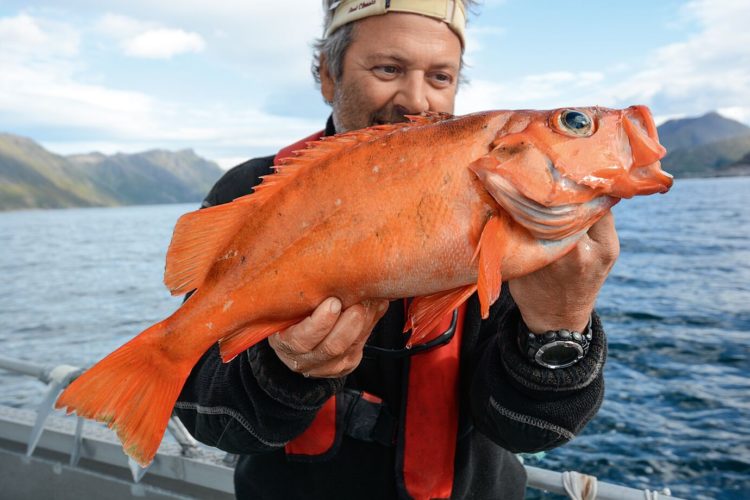 Rotbarsche sind bei Norwegenanglern zurecht beliebt, denn sie schmecken ausgezeichnet. Diesen Fisch fing Kutter & Küste-Chef Rainer Korn am Øksfjord.