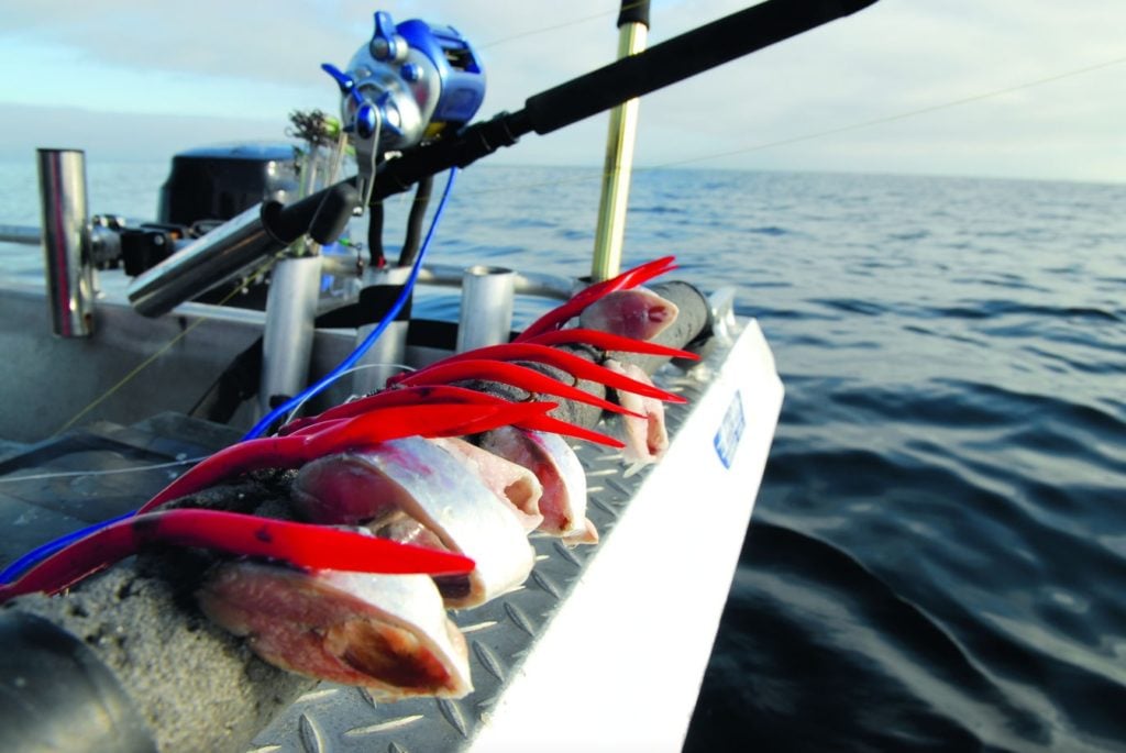 Fischfetzen am System: Ein bewährter Köder für Rotbarsche.