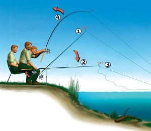 Wenn der Raubaal zweimal klingelt... Bei zaghaften Bissen (1) muss man die Rute senken, die Schnur lockern (2), und erst beim Abzug (3) anschlagen (4). 