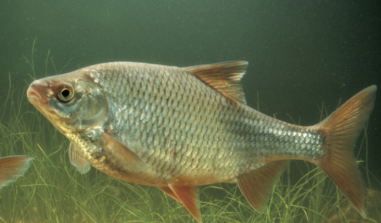 In stehenden Gewässern halten sich Plötzen gern im Mittelwasser auf.