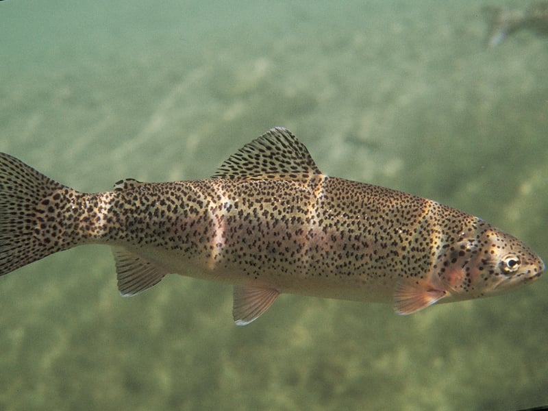 Regenbogenforellen sind Fische, die in Süß- und Salzwasser überleben können. Foto: Archiv