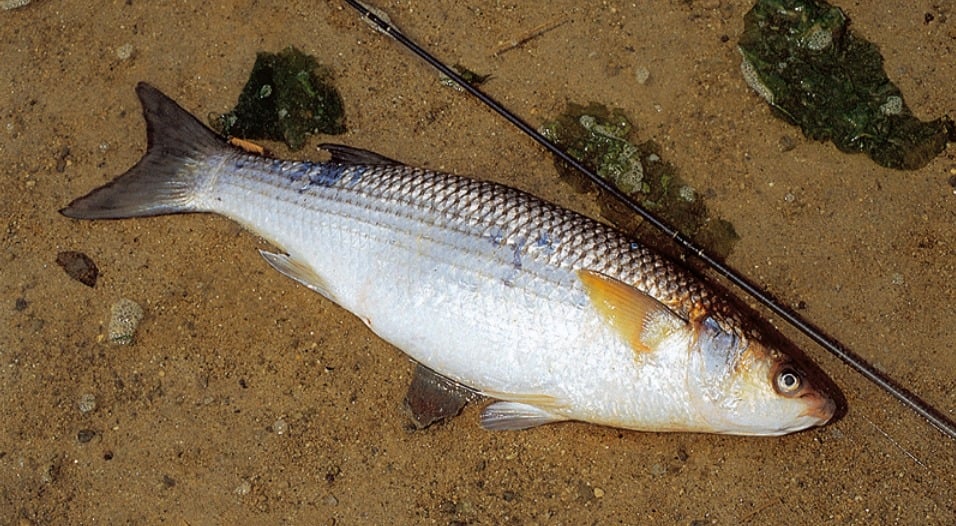 Meeräschen können Gewichte von mehr als 2 kg erreichen.