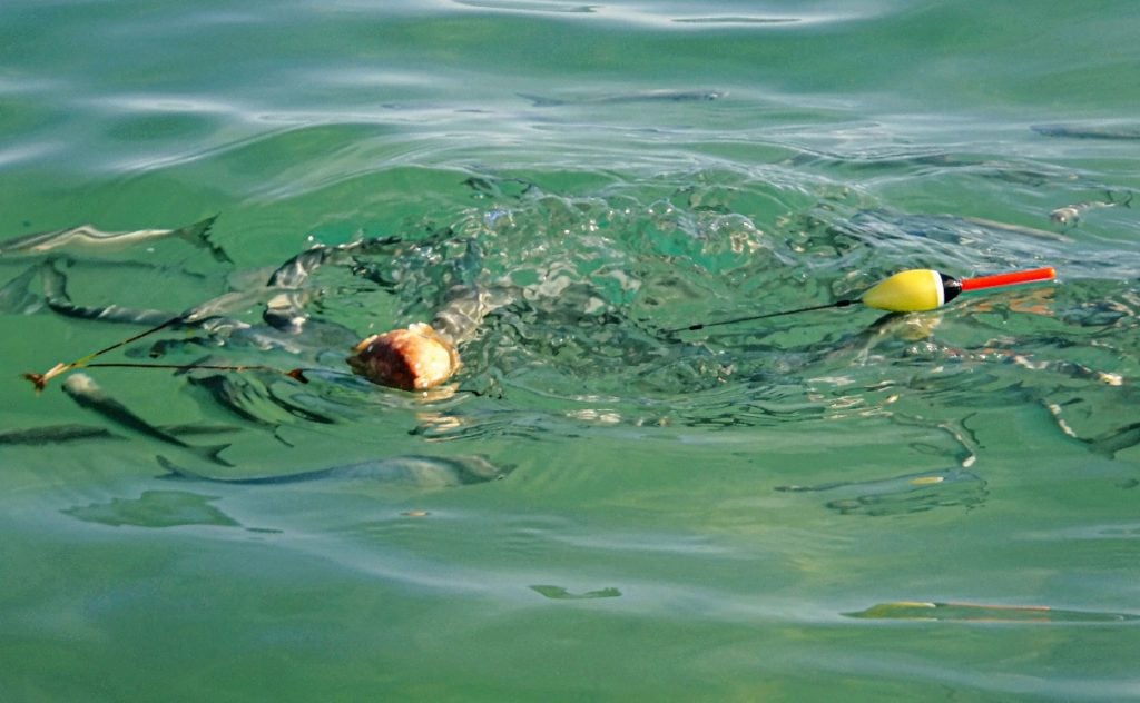 Der Brotköder treibt an der Oberfläche, und gleich machen sich die Fische darüber her.