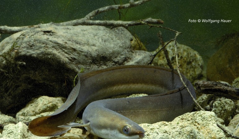 Der Europäische Aal gibt der Wissenschaft immer noch Rätsel auf. Forscher verfolgten die Wanderung der Aale in die Sargassosee. Foto: W. Hauer