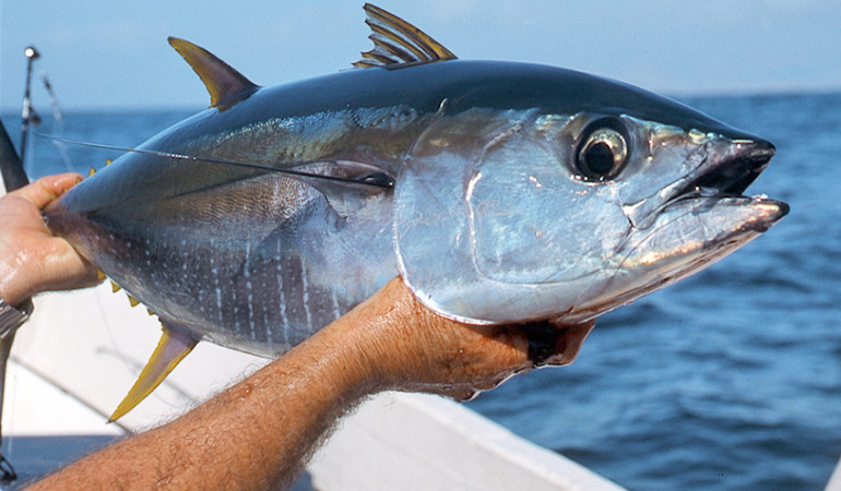 Der WWF befürchtet, dass der Thunfisch im Mittelmeer aussterben wird. Foto: Olivier Portrat