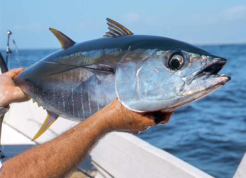 Der WWF befürchtet, dass der Thunfisch im Mittelmeer aussterben wird. Foto: Olivier Portrat