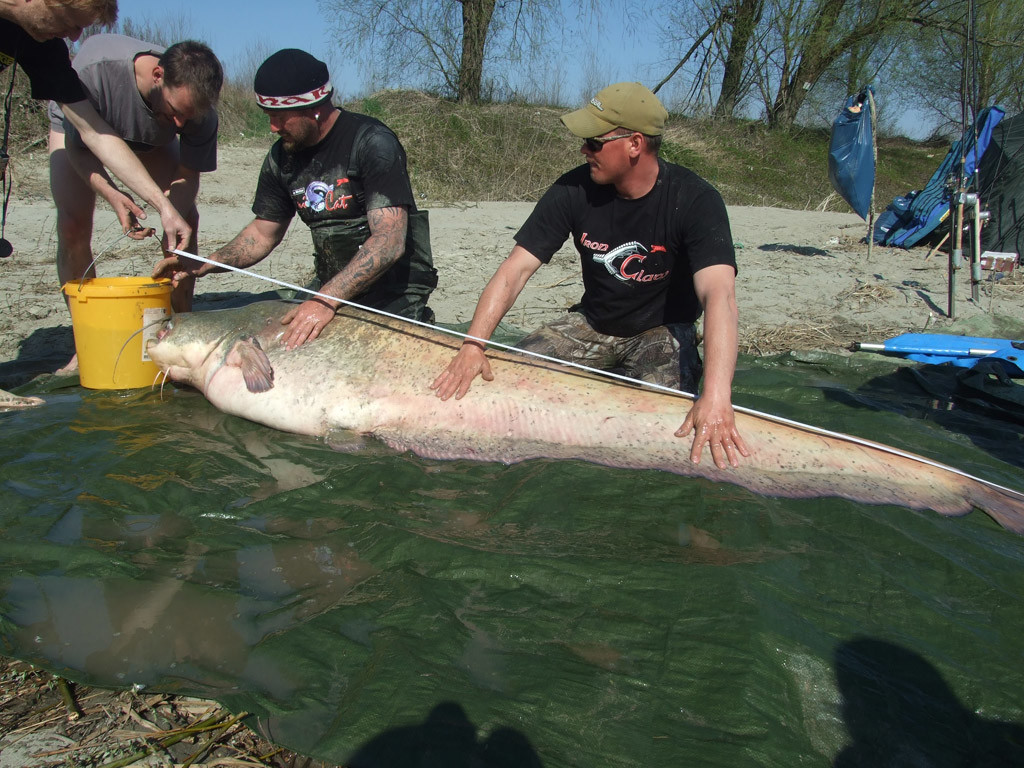 Das Messen und Wiegen vor Zeugen wurde sehr genau genommen. Die geeichte Waage zeigte 124,8 Kilo an. Nach Abzug des Gewichts des Wiegesacks blieben genau 118,6 Kilo.  Das bedeutet Weltrekord! Die IGFA muss ihn nur noch anerkennen.