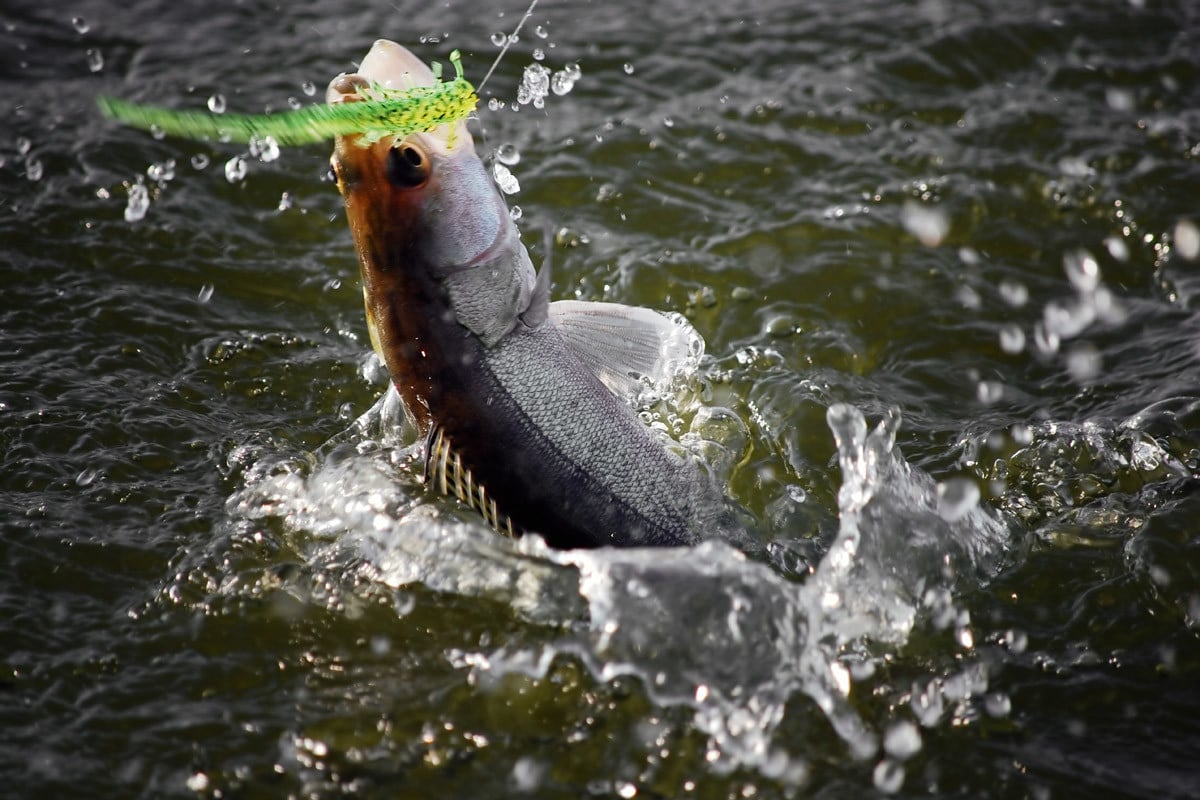 Ein Dropshotköder am Seitenarm ist für den Fisch leichter einzusaugen. Dadurch sitzt der Haken sicher im Maul – so wie bei diesem Zander. Foto: BLINKER/O. Portrat