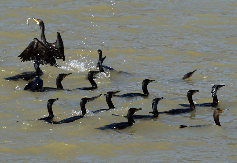 Der Kormoran ist vielen Anglern und Berufsfischern ein Dorn im Auge. Foto: O. Portrat