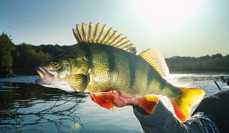 Ein Angler hält einen frisch gefangenen Flussbarsch in die Kamera. Im Hintergrund ist ein Fluss zu erkennen.