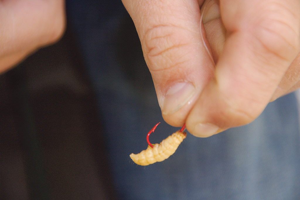 Forellen angeln: Bienenmade