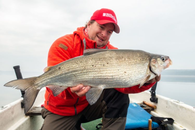 Renkenangeln, Renke, Felchen und Maränen (die auf dem Foto stammt aus Norddeutschland) sind die typischen Fische, die mit der Hegene gefangen werden. Blinker-Autor Matze Brauch hat diese Fischart in einem See in Mecklenburg-Vorpommern für sich entdeckt.