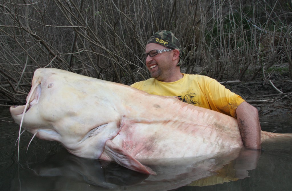 Albino-Gigant aus dem Rhone-Delta - BLINKER