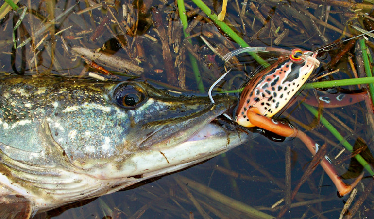 Spinnfischer benutzen gerne Imitationen wie den Diver Frog - als Fliegenfischer sollte Sie unbedingt einmal den Frosch-Streamer versuchen!