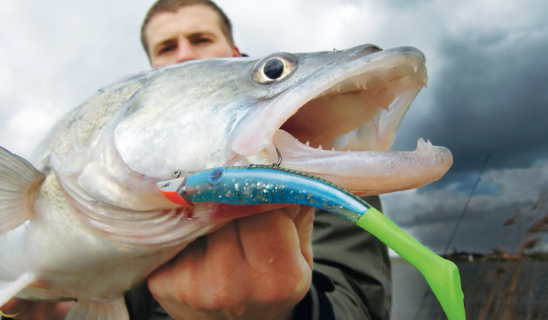 Beim Angeln mit Gummifisch gehen einen nicht nur Zander an den Haken, sondern auch alle anderen Raubfische im Süß- und Salzwasser. Foto: BLINKER/A. Pawlitzki