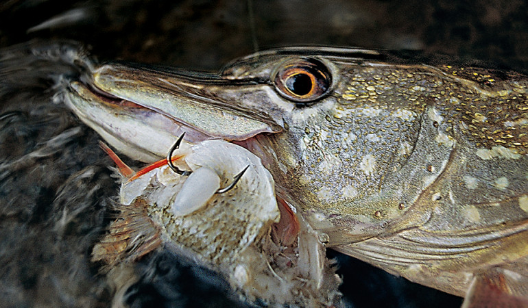 Das Hechtangeln mit Köderfisch st und bleibt ein überzeugender Köder, weil der Hecht in ihm eine natürlich aussehende und riechende Beute erkennt.