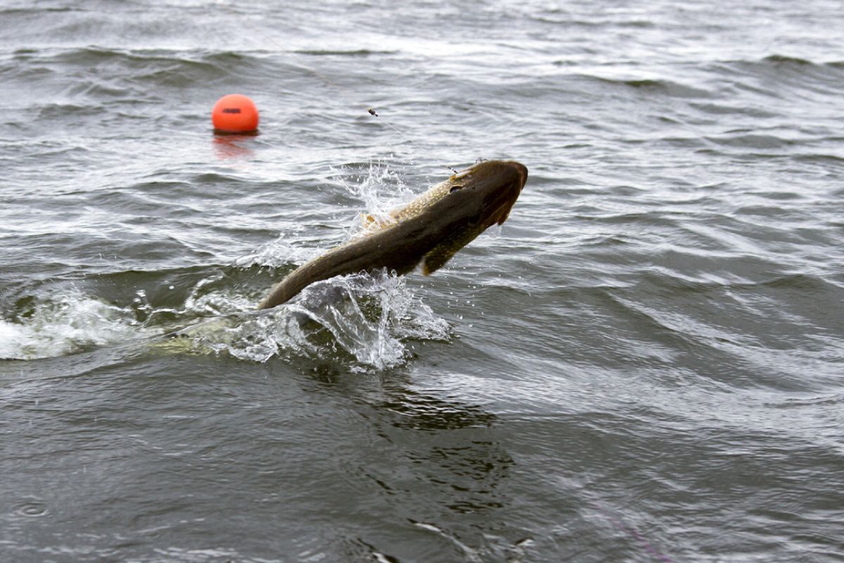 Hecht springt vor Boje mit Driftsack