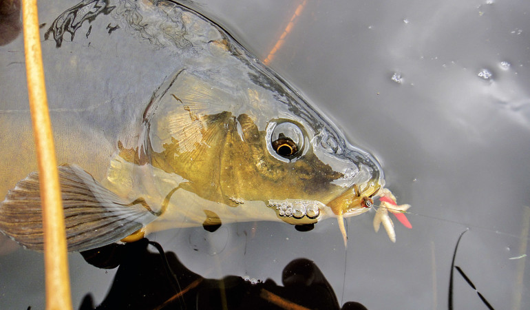 Karpfenangeln mit Madenclip ist besonders an schwierigen Gewässern oft erfolgsentscheidend. Foto: BLINKER/F. Schlichting