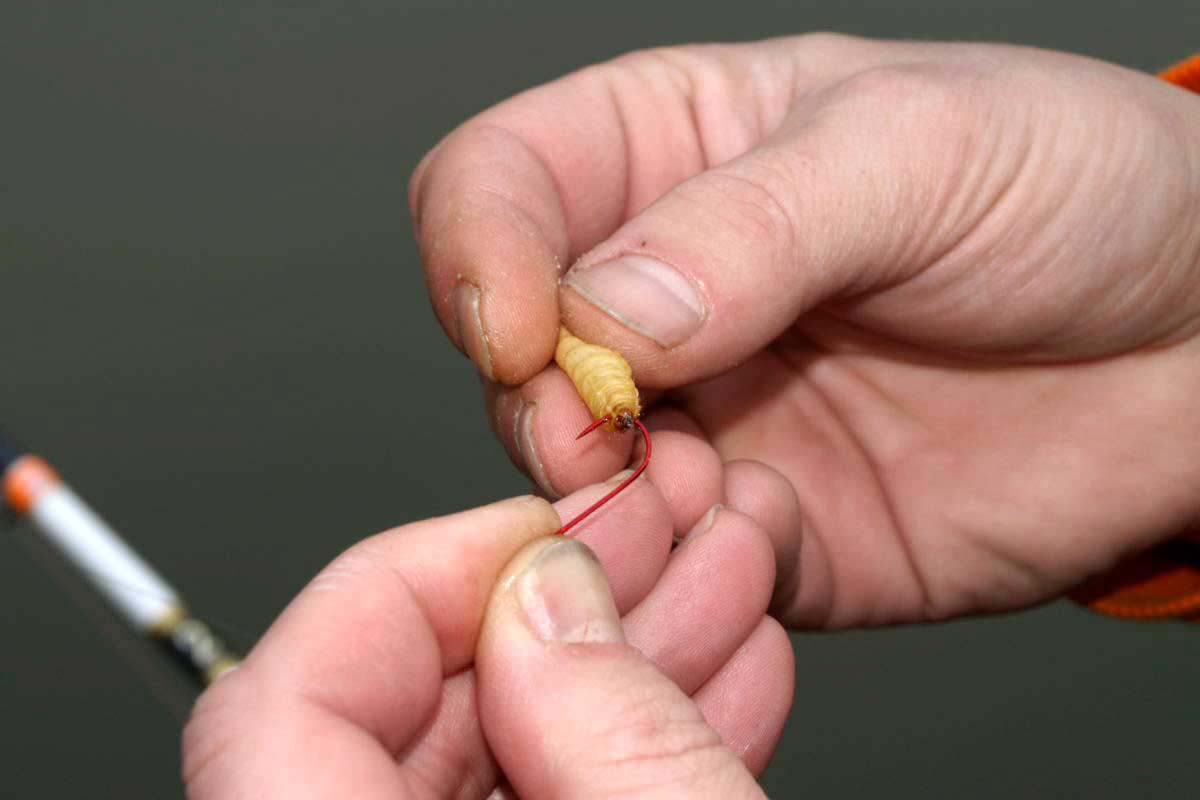 Bei der zweiten Bienenmade wird der Haken durch den Kopf gestochen. Foto: Gregor Bradler