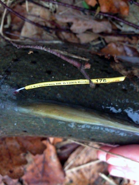 Markierte Meerforelle. Dieser Fisch aus dem Hellbach bei Nienhagen (M-V) wurde in der Neustädter Bucht in Schleswig Holstein gefangen und zurückgesetzt.