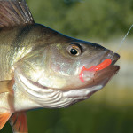 Der Barsch am Haken. Wie sehr stört den Fisch die Wunde? Fühlt ein Fisch Schmerz? Das haben kanadische Forscher untersucht.