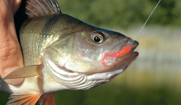 Der Barsch am Haken. Wie sehr stört den Fisch die Wunde? Fühlt ein Fisch Schmerz? Das haben kanadische Forscher untersucht.