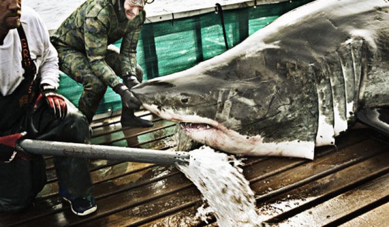 Der größte Fisch bislang geagelte Fisch der Welt: ein über 2 Tonnen schwerer Weißer Hai!