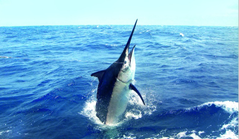Als er auf Marlin fischte, erlebte ein Angler im Jahr 1999 den längsten Drill der Welt. Foto: Archiv