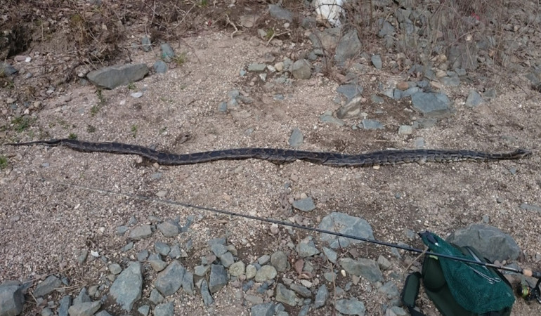 Bei dem Schlange, welche Frederik Harder aus dem Altrhein holen konnte, handelt es sich um eine dunkle Tigerpython.