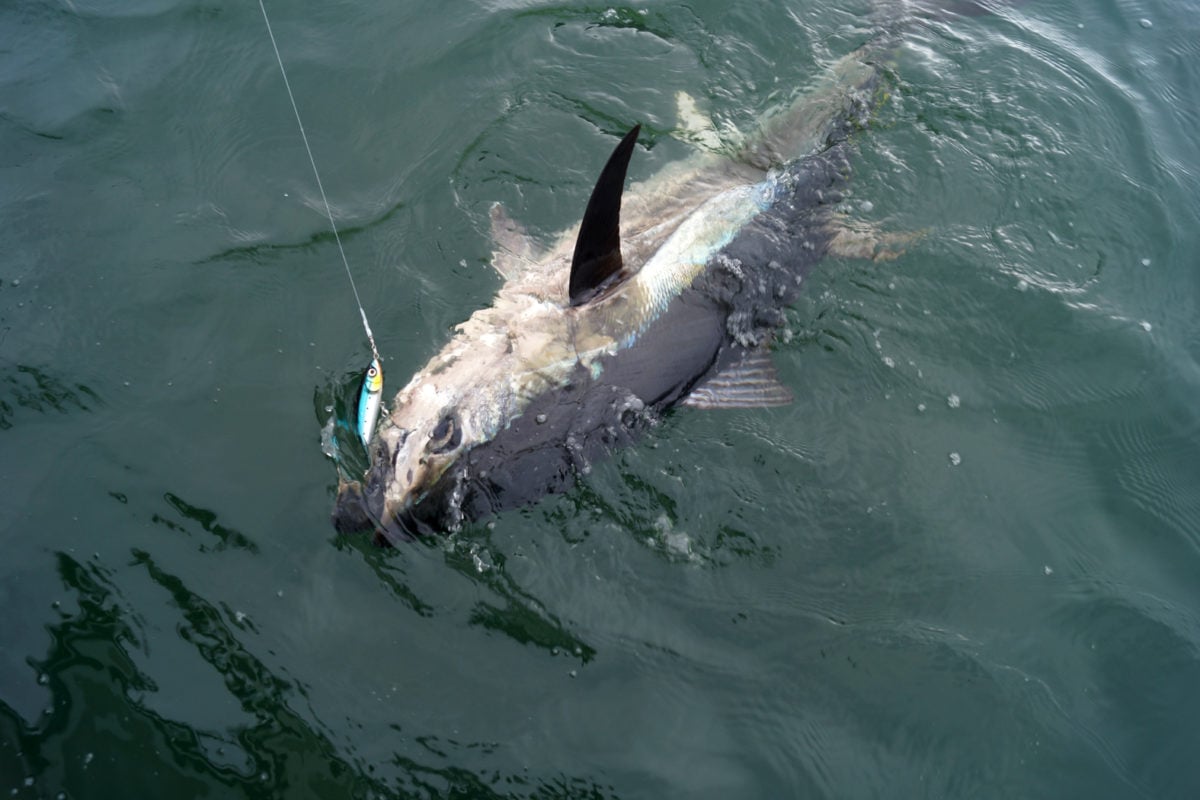 Die britische Regierung hat das Catch and Release auf Thunfisch mit Einschränkungen erlaubt. Auch in Dänemark werden Lizenzen vergeben. Foto: BLINKER