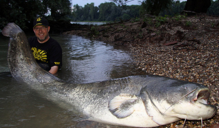 Peter Merkel weiß, was Waller wollen: Seinen zweitgrößten Wels überlistete er mit einem Köderfisch am Black Cat-Deadbait-System. © www.zebco-europe.com