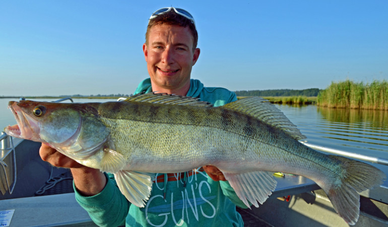 Veit Wilde mit einem stattlichen Zander. Foto: V. Wilde