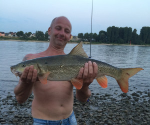 Traumbarbe: Dieser Fisch biss direkt in der harten Rheinströmung. © Th. Olzem