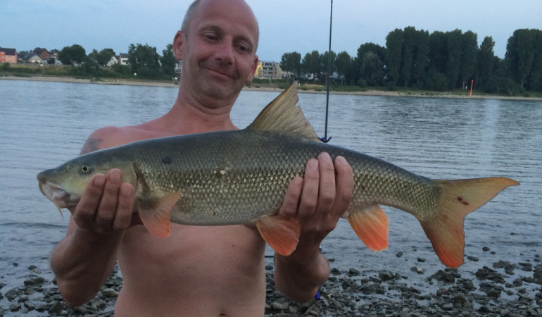 Traumbarbe: Dieser Fisch biss direkt in der harten Rheinströmung. © Th. Olzem