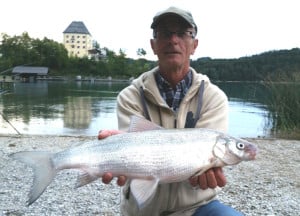 Diese 61er Renke landete Gottfried Haselberger aus dem Fuschlsee/A. © G. Haselberger