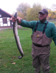 Prachtaal für Jörg Brobeil: Allerdings biss der Fisch nicht auf Tauwurm oder Köderfisch, sondern nahm einen Gummifisch. © J. Brobeil