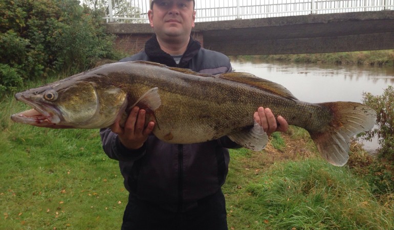 Gewaltiger Zander: Oliver Oberbossel fing den Riesen im Aper Tief in Ostfriesland. © O. Oberbossel