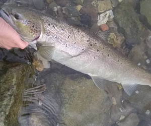 Dieser tolle Lachsrogner schnappte sich den Stickbait von Frederik Gennen. © F. Gennen