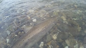 F. Gennen © Sofort nach dem Hakenlösen durfte der Lachs wieder schwimmen, um sich fortzupflanzen.