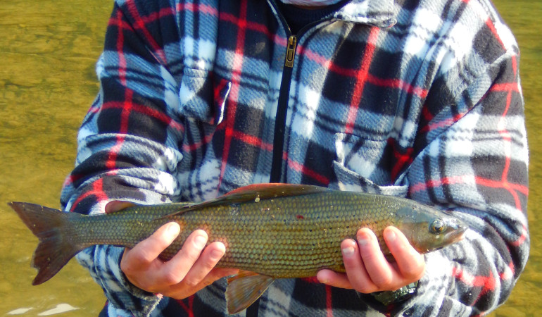 Von einer solchen Äsche träumen viele Angler. Für Klaus Pillmayer wurde dieser Traum von 58 Zentimeter Länge wahr. © K. Pillmayer