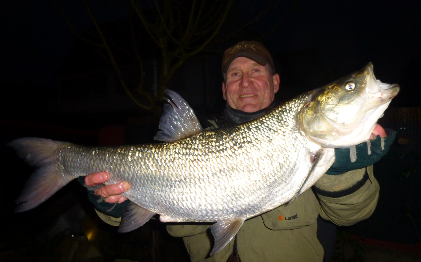 Was für ein Fisch: Markus Schader freut sich über seinen 80er Rhein-Rapfen. © M. Schader