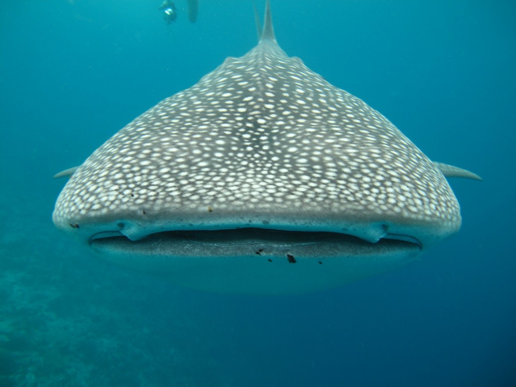 größter fisch der welt walhai