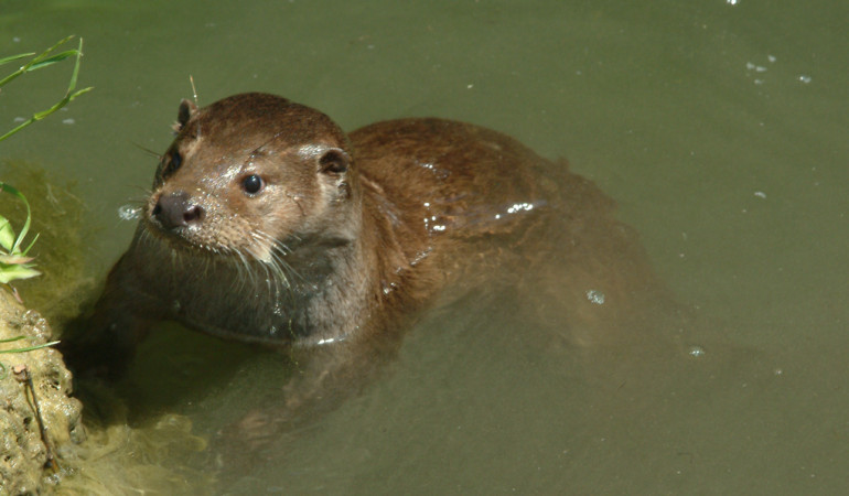 Sieht putzig aus, sorgt aber bei Teichwirten und in Vereinsgewässern für immense Schäden: der Fischotter. Foto. O. Portrat