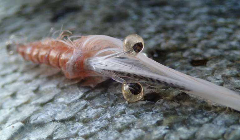 Imitation einer Ostseegarnele: Good Year Shrimp.