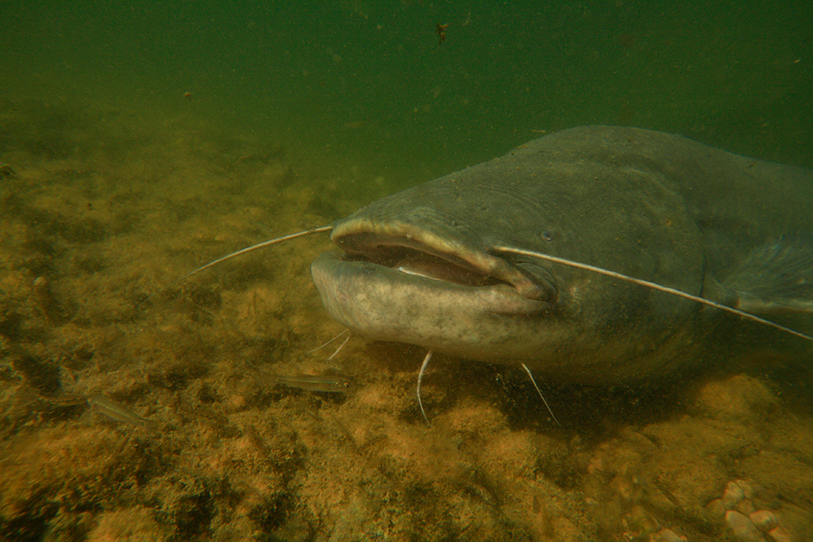 Welse nutzen bei der Jagd laute Geräusche, die kleinere Fische betäuben können. Foto: O. Portrat