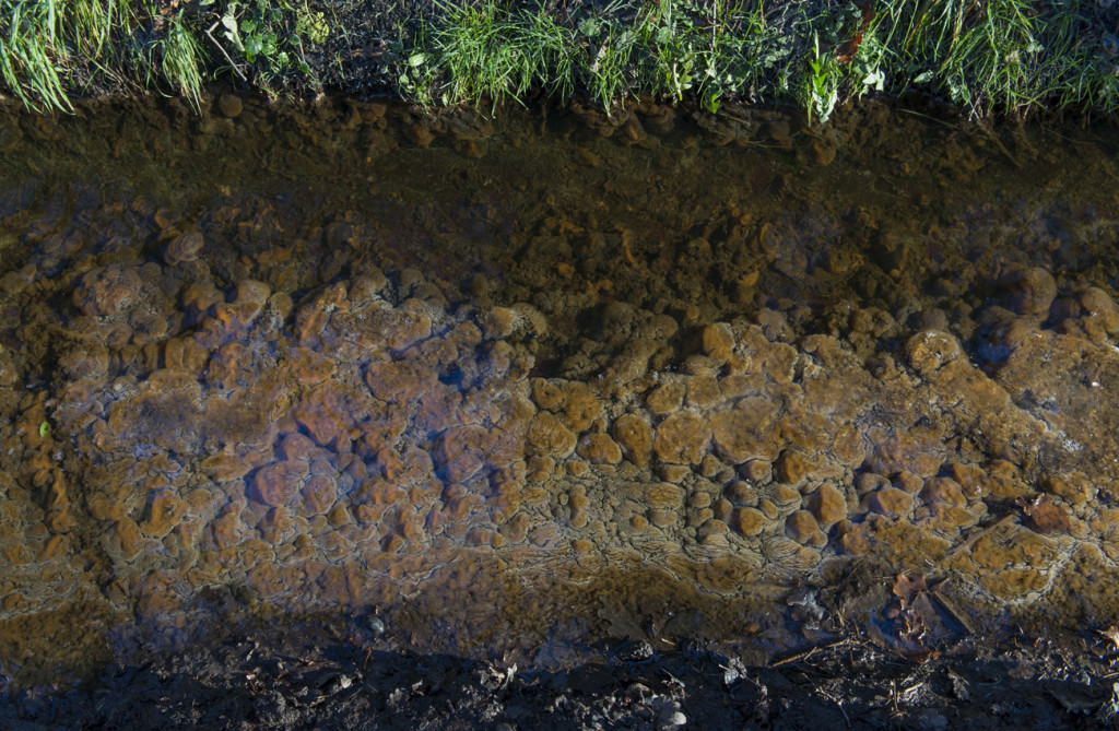 Ein mit Abwasserpilz belasteter Zulauf an der Biogasanlage Gronau. Wo solche Pilze wachsen, ist das Wasser extrem stark verschmutzt. © LFV Westfalen und Lippe e.V. 