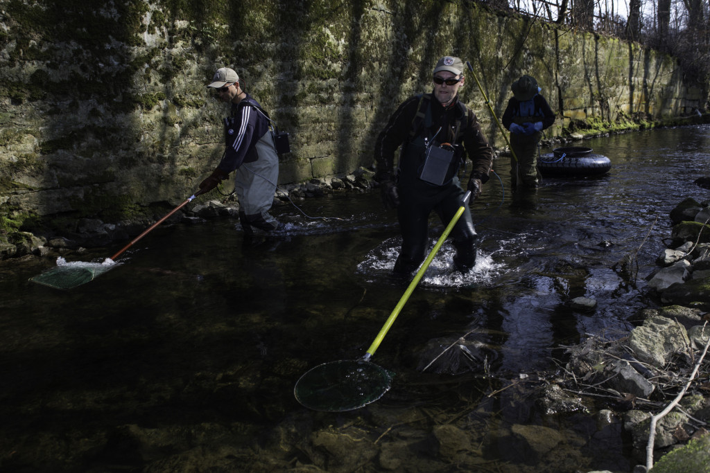 Verbandsbiologe Dr. Matthias Emmrich (li.) und Naturschutzexperte Ralf Gerken (beide LSFV) beim Elektrofischen an einem Laichplatz der Äsche (Thymallus thymallus) im Krummen Wasser, Einbeck, März, Niedersachsen, Deutschland.