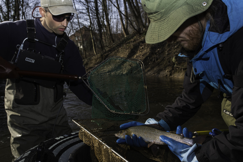 LSFV Verbandsbiologe Dr. Matthias Emmrich (li.) und Praktikant Telmo Wagler freuen sich über eine schöne laichfähige Äsche (Thymallus thymallus), gefangen beim Elektrofischen im Krummen Wasser, Einbeck, März, Niedersachsen, Deutschland. Foto: F. Möllers/LSFV Niedersachsen