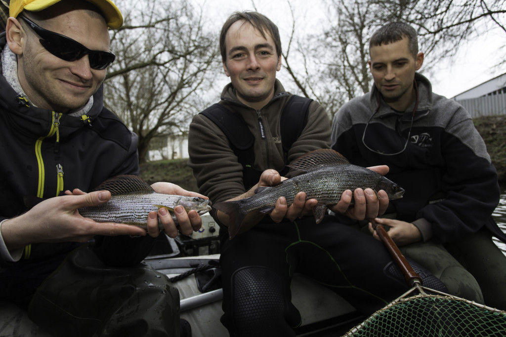 Projektleiter Dr. Matthias Emmrich (re.), Verbandsbiologe beim Landessportfischerverband Niedersachsen e.V., Dr. Benjamin Krause, 1. Vorsitzender Fischereiverein Einbeck e.V. (Mitte) und ein weiterer Einbecker Angler mit Äschen (Thymallus thymallus), die zum Aufbau eines Zuchtstammes für die Wiederansiedlung per Elektrofischen in der Ilme gefangen wurden. Einbeck, Niedersachsen, März 2016. Foto: F. Möllers/LSFV Niedersachsen